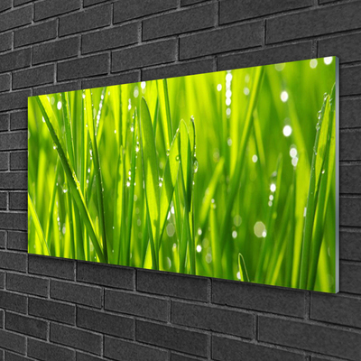 Plexiglas® Wall Art Grass nature green