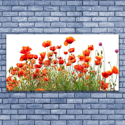 Plexiglas® Wall Art Poppies nature red