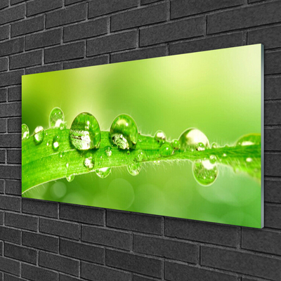 Plexiglas® Wall Art Leaf dewdrops floral green