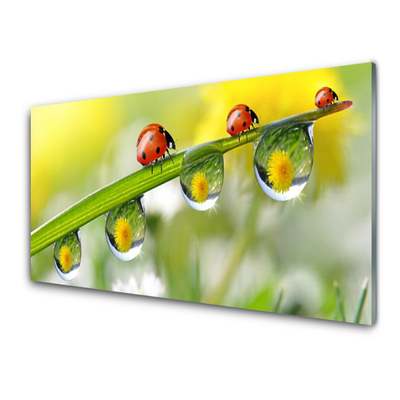 Plexiglas® Wall Art Leaf ladybug dewdropfen nature green red black