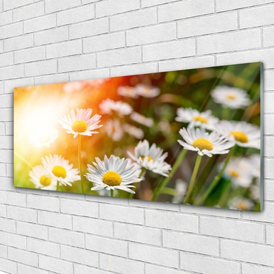 Plexiglas® Wall Art Daisy floral yellow white green