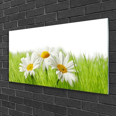 Plexiglas® Wall Art Grass daisies floral white green