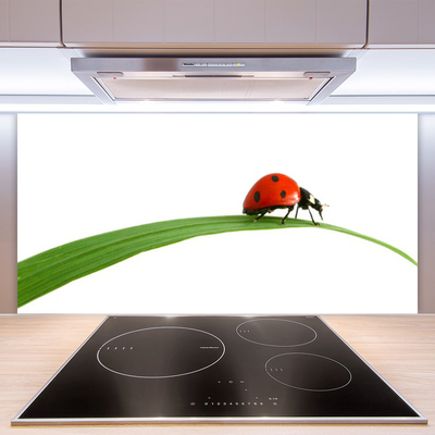 Kitchen Splashback Ladybug floral black red green