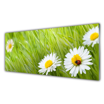 Kitchen Splashback Grass daisies nature white green