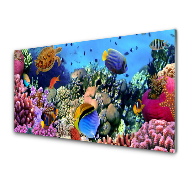 Kitchen Splashback Coral reef nature multi