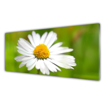 Kitchen Splashback Daisy floral yellow white