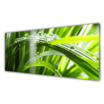 Kitchen Splashback Grass dew drops floral green