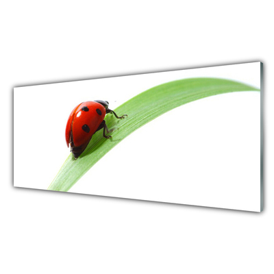 Kitchen Splashback Ladybird beetle nature green red black