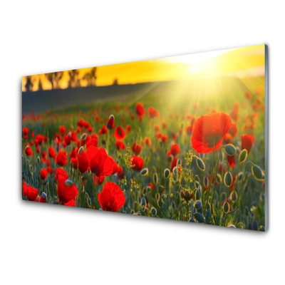 Kitchen Splashback Meadow flowers nature red green