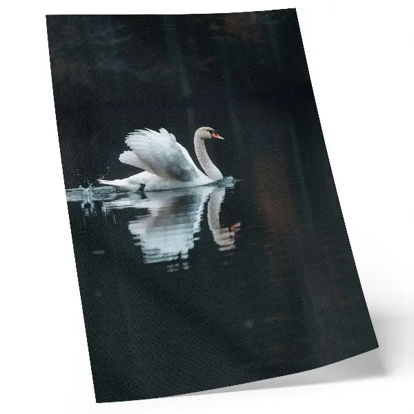 Swan on the water with reflection poster