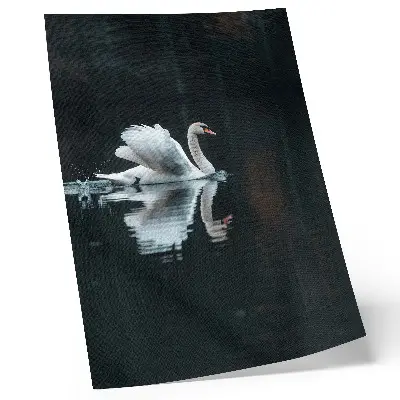 Swan on the water with reflection poster