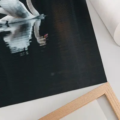 Swan on the water with reflection poster