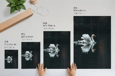 Swan on the water with reflection poster