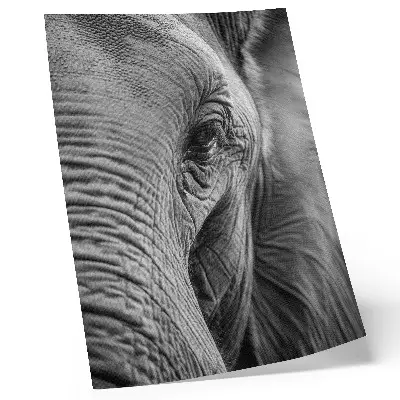 Elephant Eye Poster with textures, harmony and peace
