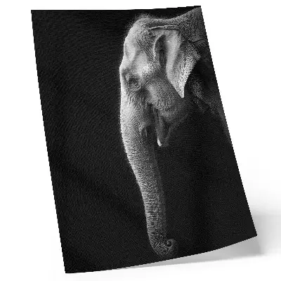 Elephant profile decorative poster monochrome portrait