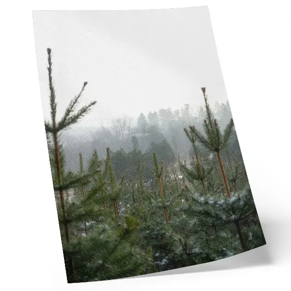 Art print featuring green pines in the fog with subtle depth and a relaxing atmosphere