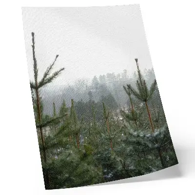 Art print featuring green pines in the fog with subtle depth and a relaxing atmosphere