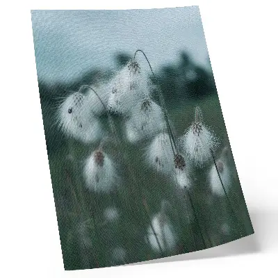 Poster airy ears of grass in blue with a peaceful design