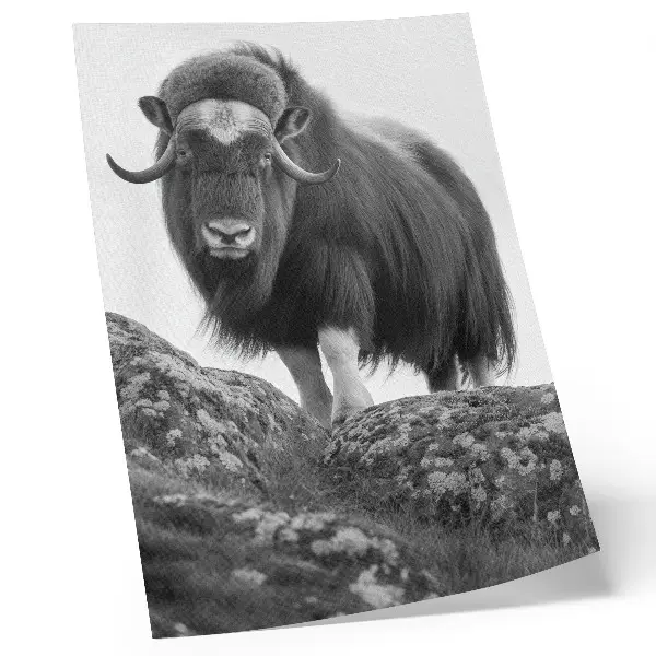 Poster black and white animal nature elegance design