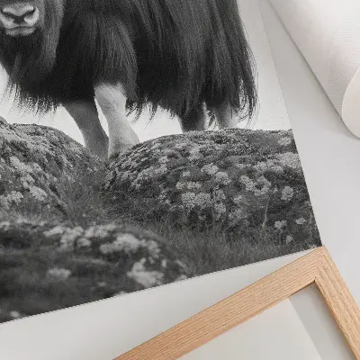 Poster black and white animal nature elegance design