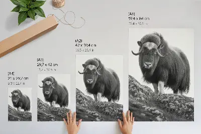 Poster black and white animal nature elegance design