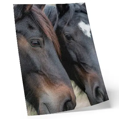Two horses art print in close contact, full of elegance
