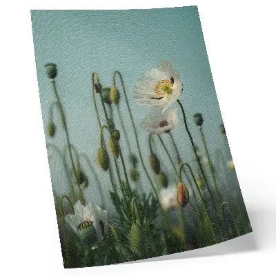 Blooming poppies under a blue sky poster