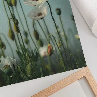 Blooming poppies under a blue sky poster