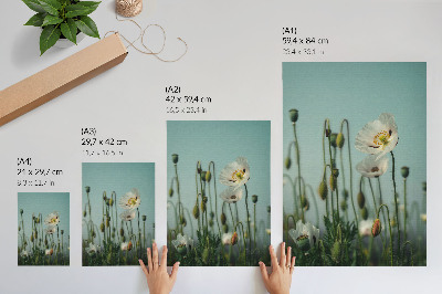 Poster Blooming poppies under a blue sky