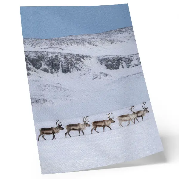 Art print reindeer against a winter mountain landscape