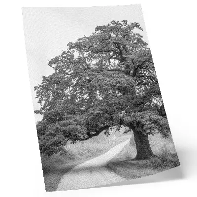Monumental tree landscape decorative poster peaceful scenery print