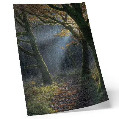 Poster magical forest with peaceful autumn light