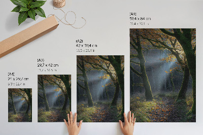 Poster Magical forest autumn light peaceful atmosphere