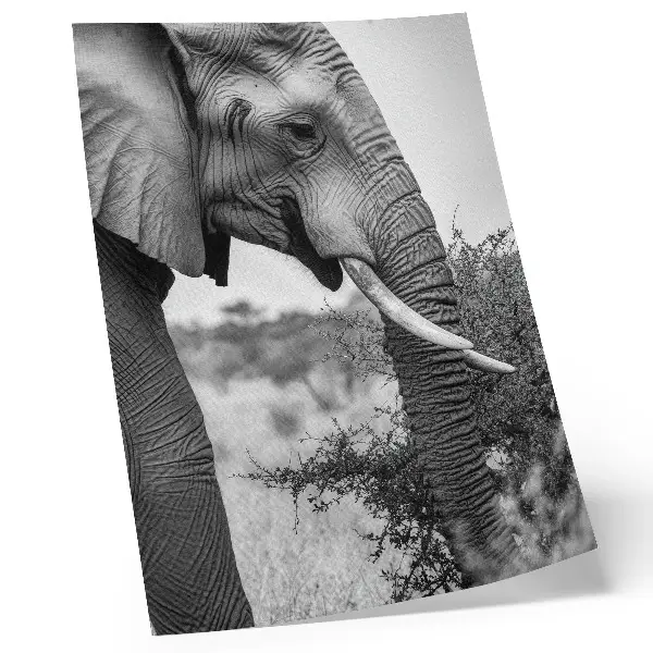 Elephant poster close-up natural beauty harmony of textures