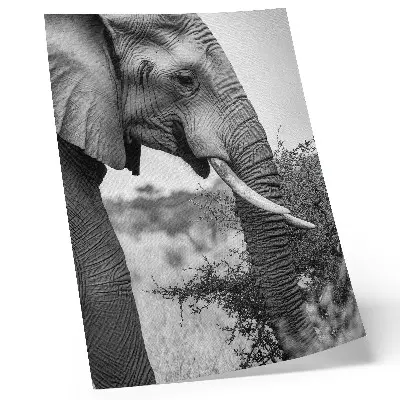 Elephant poster close-up natural beauty harmony of textures