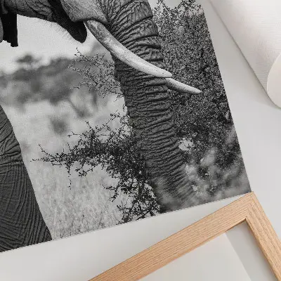 Elephant poster close-up natural beauty harmony of textures