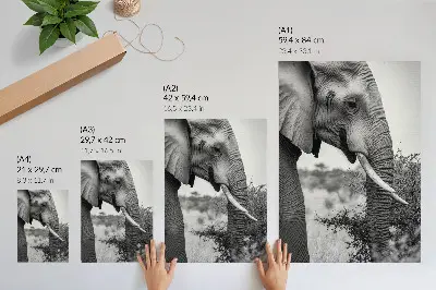 Elephant poster close-up natural beauty harmony of textures