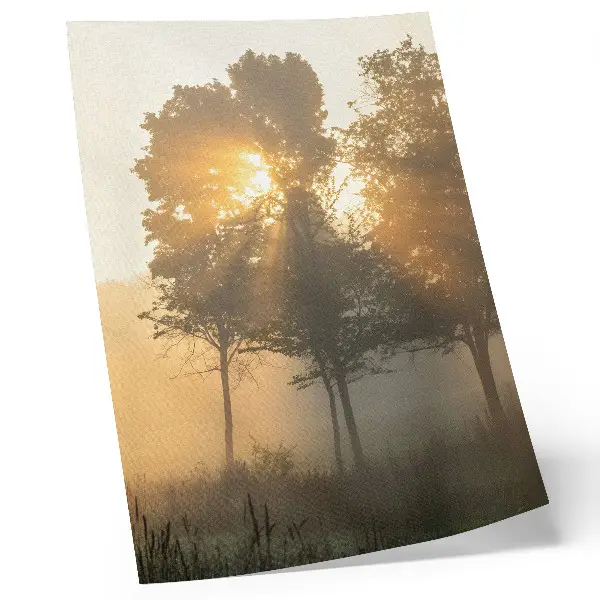 Misty dawn trees decorative poster with warm light inspiration