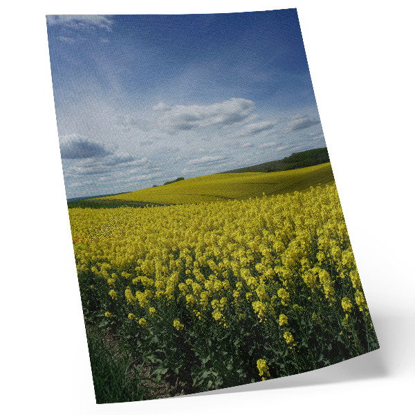 Premium wall art Yellow fields contrasting with the blue sky