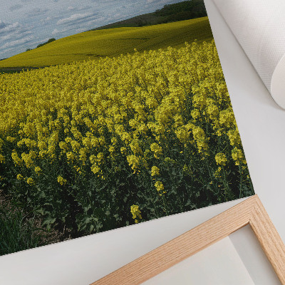 Premium wall art Yellow fields contrasting with the blue sky