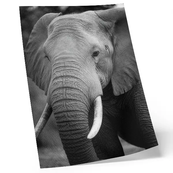 Elephant art print a close-up portrait of peaceful strength