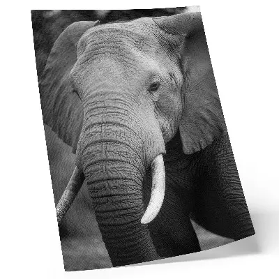 Elephant art print a close-up portrait of peaceful strength
