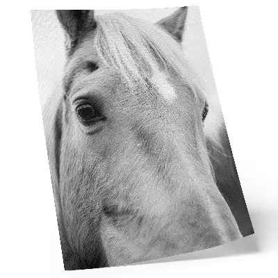 Horse Eye Black and White Art Print elegance edition