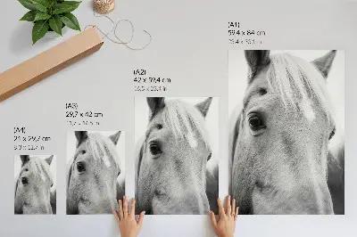 Horse Eye Black and White Art Print elegance edition