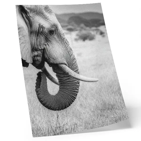 Elephant portrait decorative poster black and white