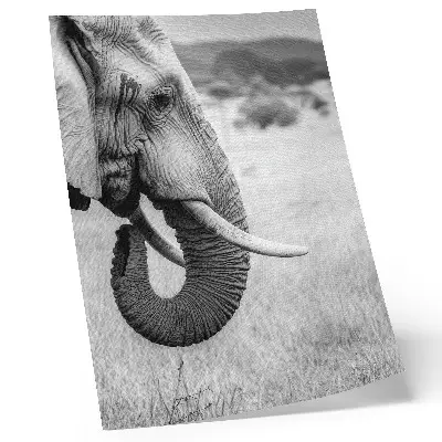 Elephant portrait decorative poster black and white