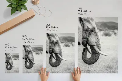 Elephant portrait decorative poster black and white
