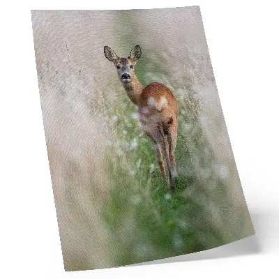 Poster roe deer in a peaceful natural landscape