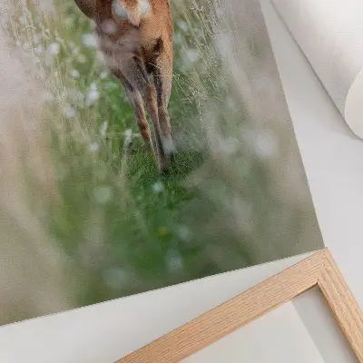 Poster roe deer in a peaceful natural landscape