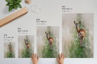 Poster roe deer in a peaceful natural landscape
